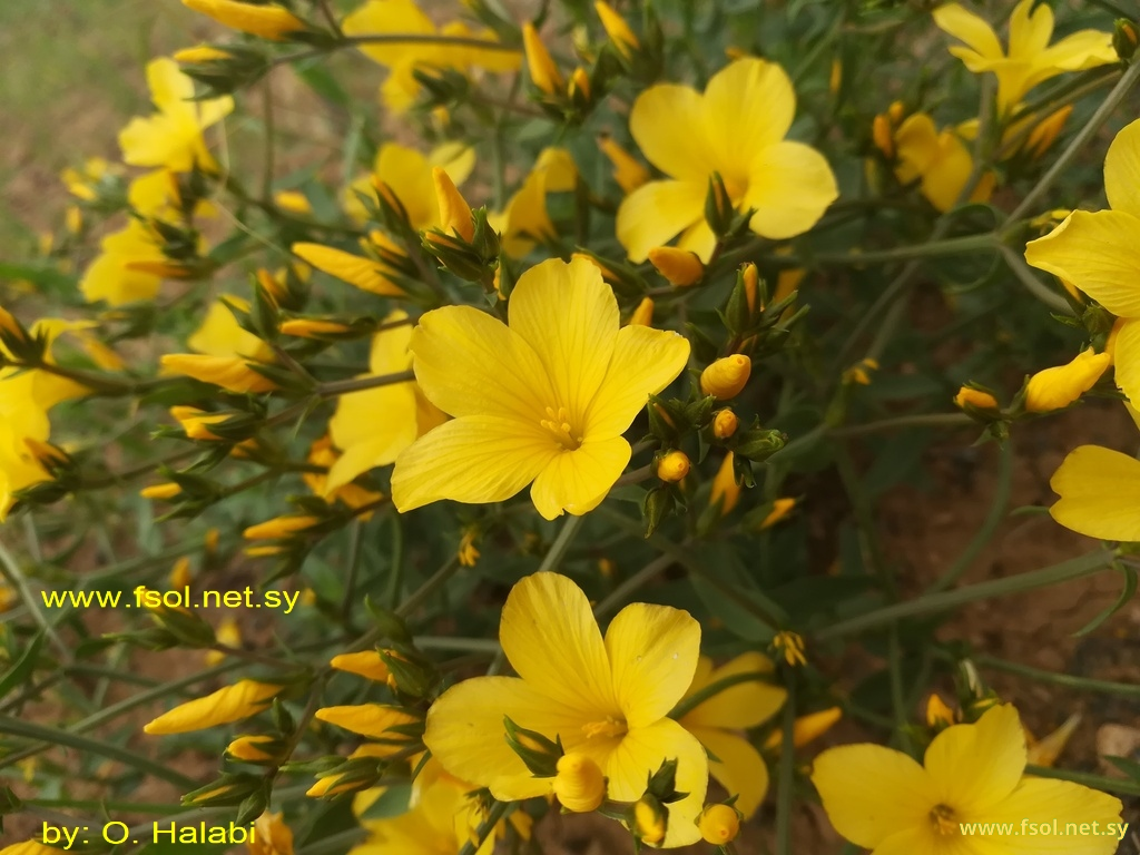 Linum mucronatum Bertol .